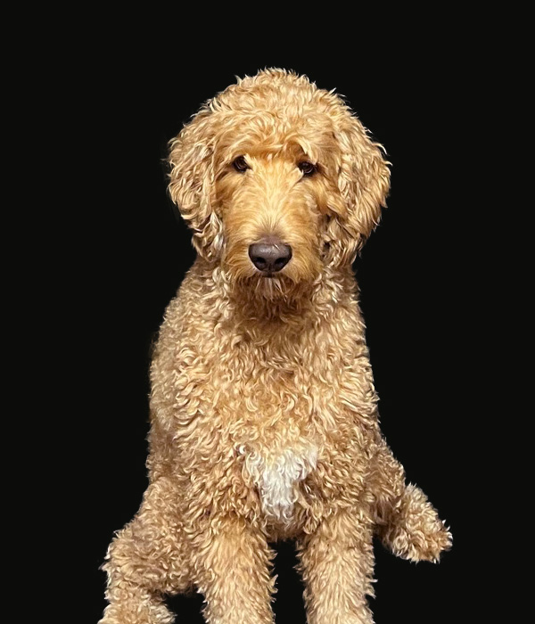 K9 Griffin, Therapy Dog at the Village of West Salem, WI.